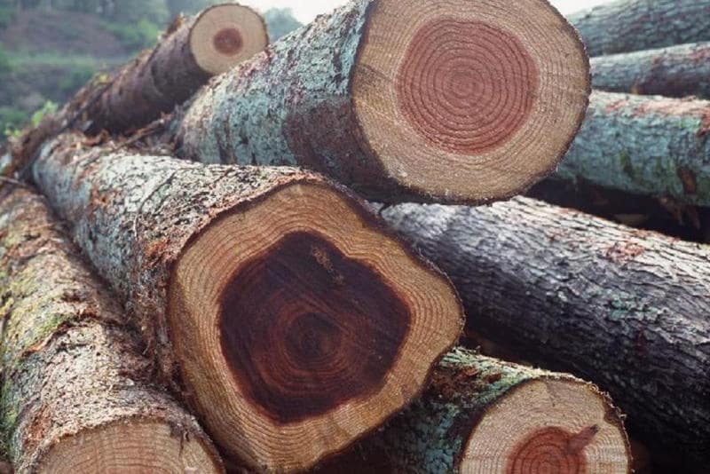Chất liệu gỗ Gụ