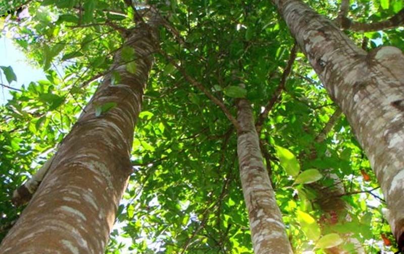 gỗ đinh hương là gỗ gì