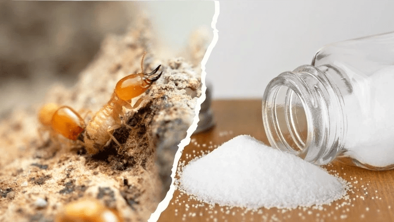 cách diệt mối mọt gỗ