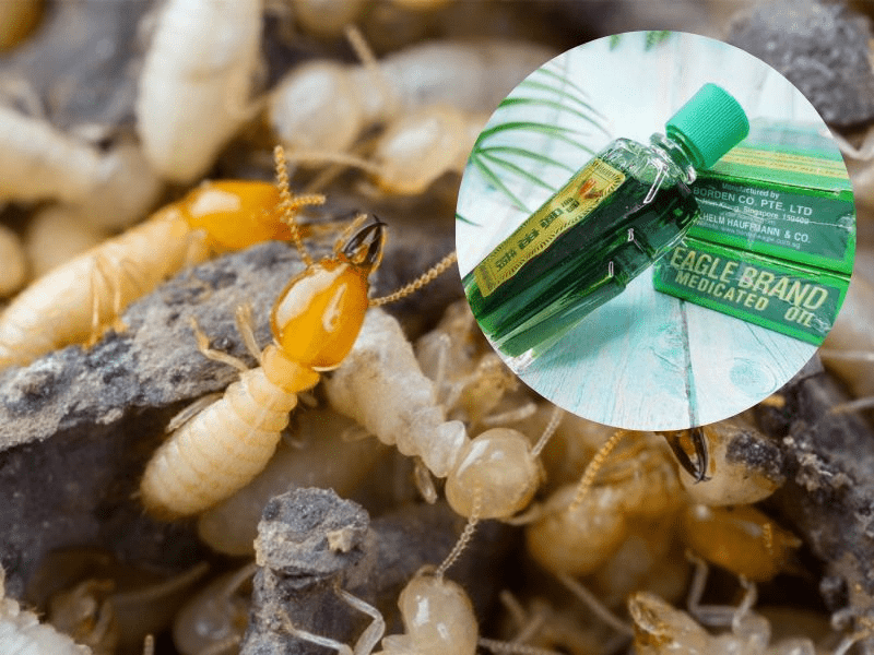 Cách trị mọt gỗ tại nhà