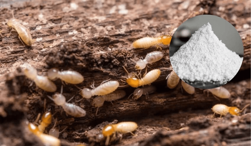 Cách trị mọt ăn gỗ