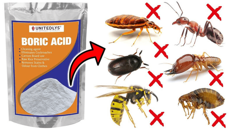 Cách trị mọt gỗ tại nhà 